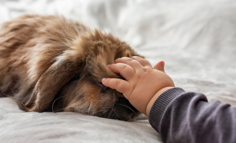 Luto animal: como os cachorros reagem à perda de um tutor