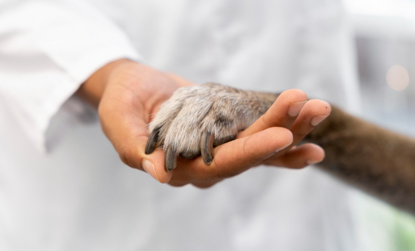 Cidades sansionam lei que permite enterro de pet em covas familiares