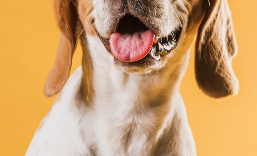 Onde enterrar cachorro após a morte? Saiba o que diz a lei e quais são as opções