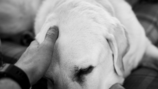 Luto pelo pet: como lidar com a morte do animal de estimação?