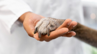Cidades sansionam lei que permite enterro de pet em covas familiares