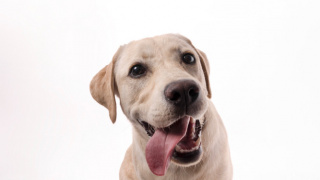 Plano Pet e cemitério de cachorro em Sete Lagoas: tranquilidade em um momento difícil