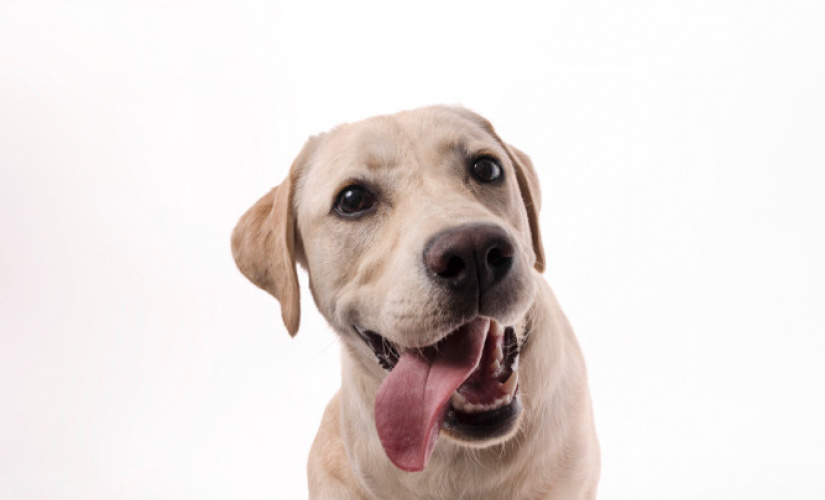 Plano Pet e cemitério de cachorro em Sete Lagoas: tranquilidade em um momento difícil