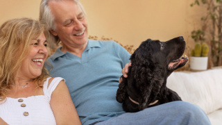 Saúde animal: Cuidados com os pets no verão