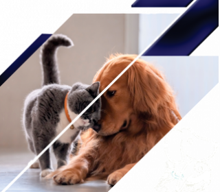 Plano de assistência Pet